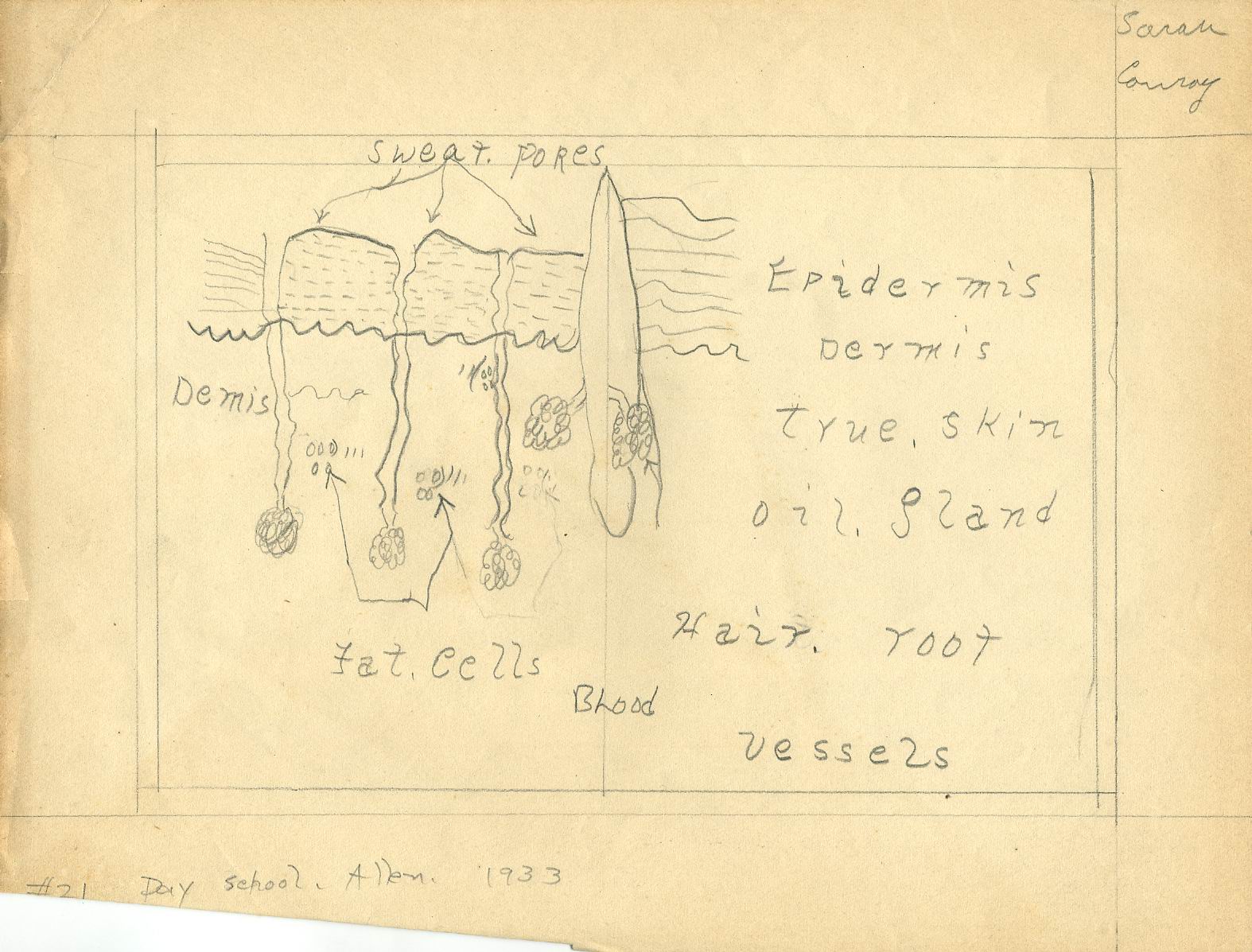 parts of the skin. Labeled